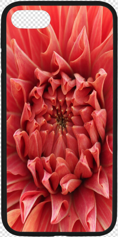 Bright Red Dahlia Flower Rubber Case For Iphone 7   Dahlia  HD Png DownloadTransparent PNG