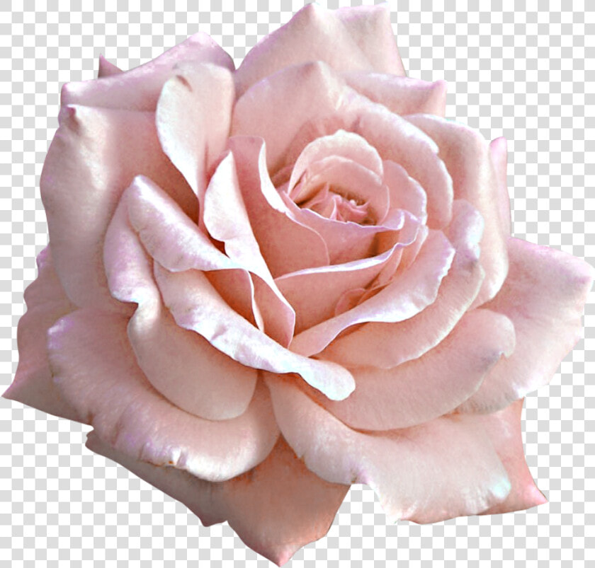 Rose Pink Flower Clip Art   Pink Rose Png Transparent  Png DownloadTransparent PNG