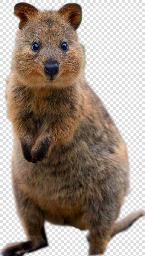 Groundhog   World  39 s Happiest Animal  HD Png DownloadTransparent PNG