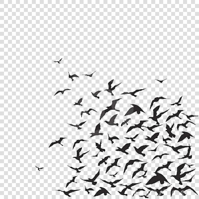 Birds For Wall Painting   So Many Bird Flying  HD Png DownloadTransparent PNG