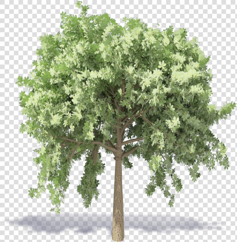 Chestnut Tree   Kastanienbaum Png  Transparent PngTransparent PNG