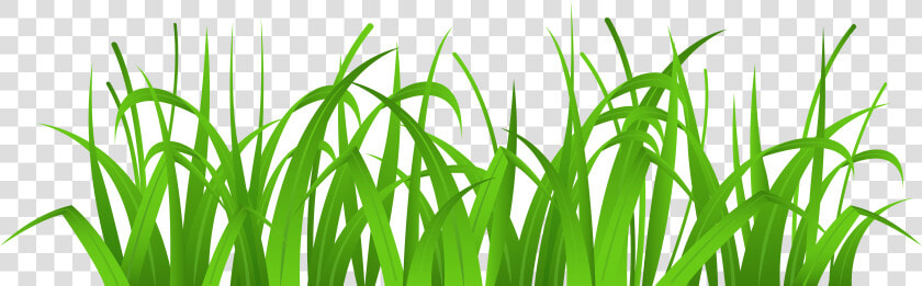 Grass Tallc Clipart Collection Transparent Png   Grass Clip Art  Png DownloadTransparent PNG