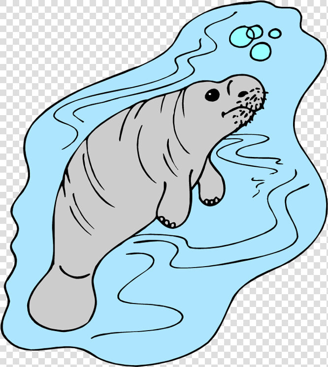 Transparent Manatee Png   Manati Amazonico Dibujo  Png DownloadTransparent PNG