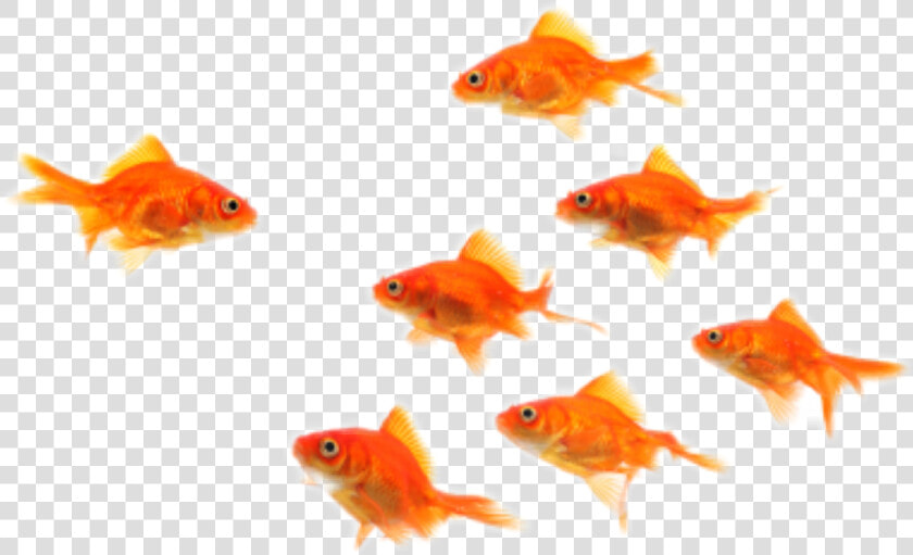 Underwaterfish My Ftestickers Sticker   Fish Picsart  HD Png DownloadTransparent PNG