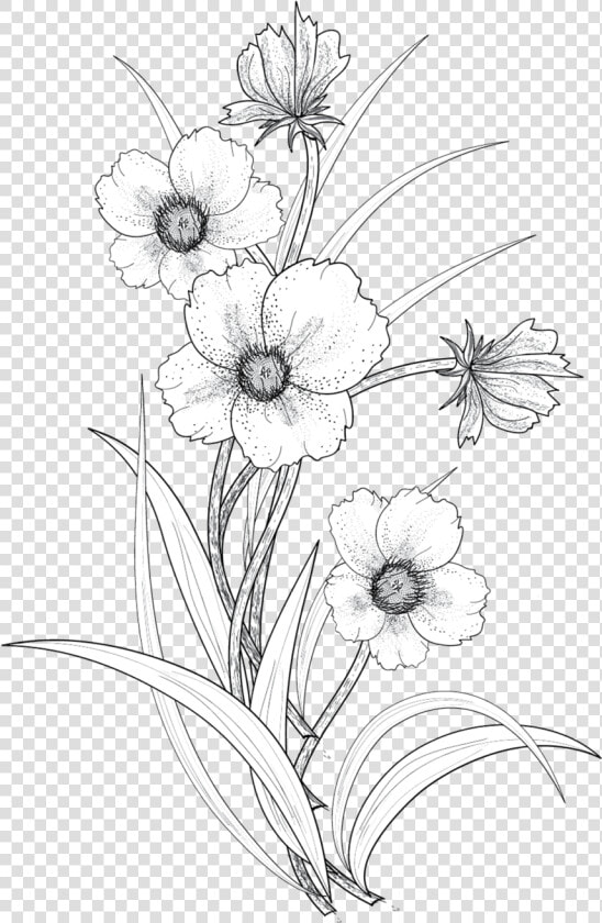 Clip Art Flowers Drawing   Transparent Flower Drawing Png  Png DownloadTransparent PNG