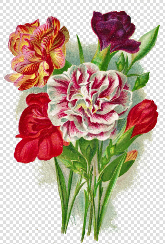 Auguri Di Buon Onomastico Antonio  HD Png DownloadTransparent PNG