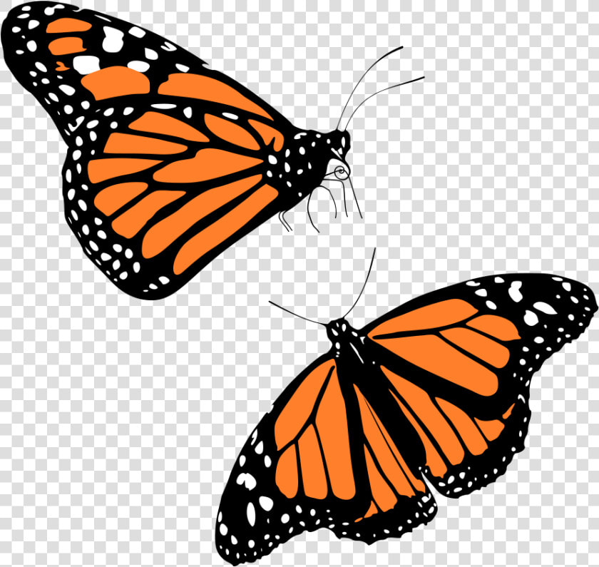 Monarch Butterflies   Transparent Background Monarch Butterfly Png  Png DownloadTransparent PNG