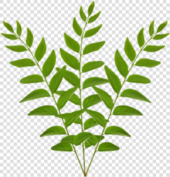 Transparent Crape Myrtle Png   Bunch Of Curry Leaves  Png DownloadTransparent PNG