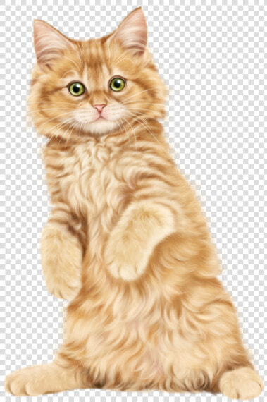 Kitten Cat Clip Art   Persian Kitten Hd Png  Transparent PngTransparent PNG