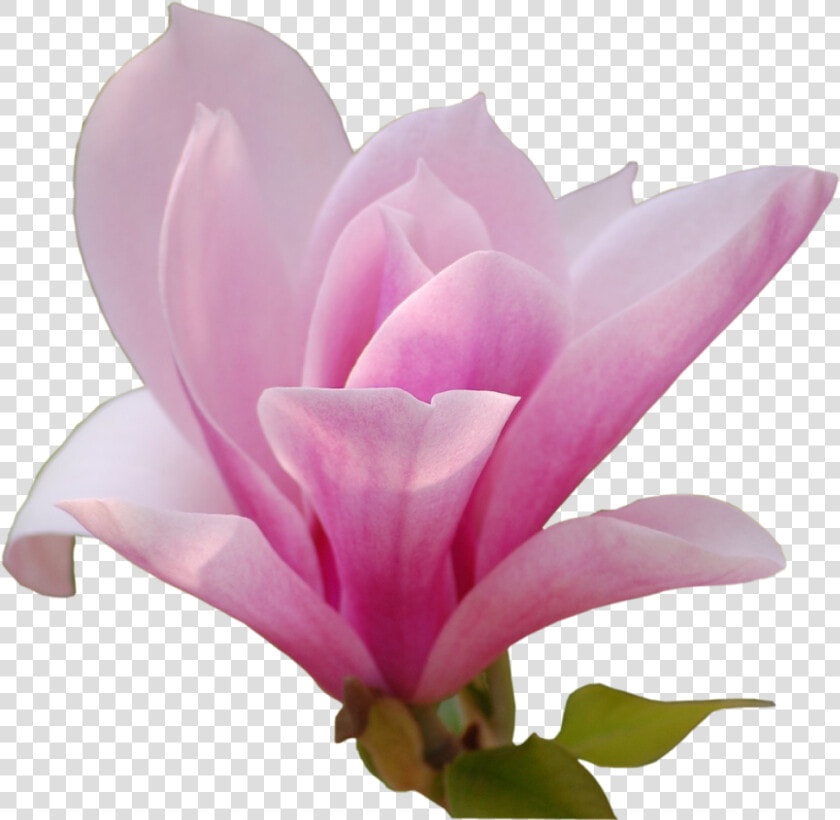 Chinese Magnolia   Magnolia Png  Transparent PngTransparent PNG