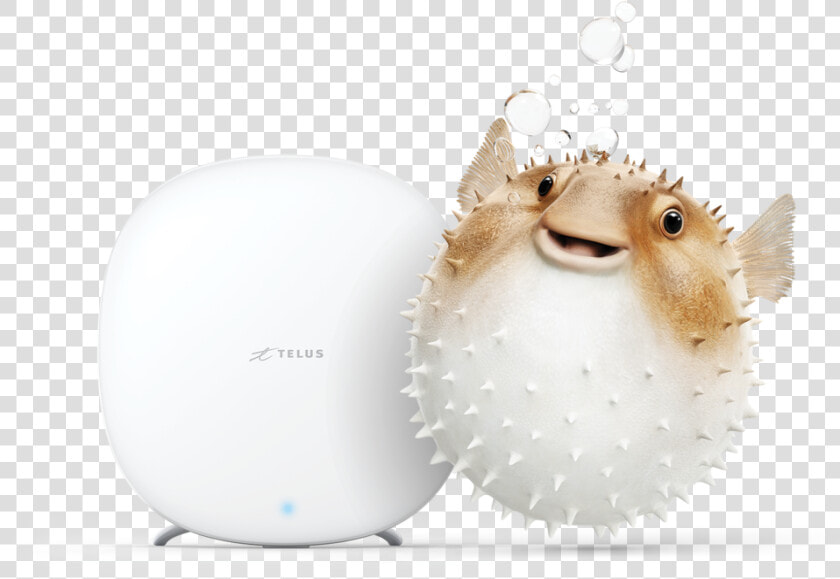 Pufferfish Boost Cmyk Final   Hedgehog  HD Png DownloadTransparent PNG