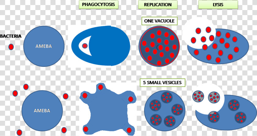 Legionella Pneumophila And Amoeba  HD Png DownloadTransparent PNG