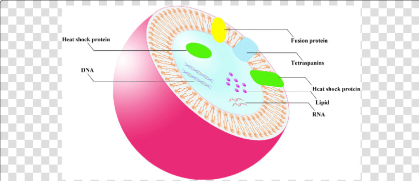 Transparent Cell Membrane Clipart   Double Membrane Structure  HD Png DownloadTransparent PNG