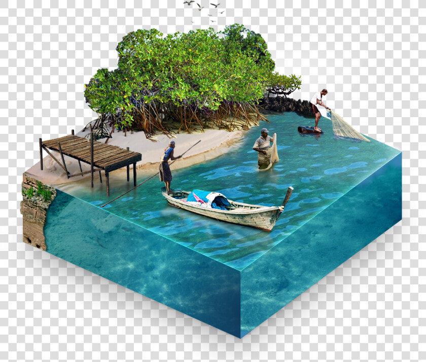 People Swimming Mangroves  HD Png DownloadTransparent PNG
