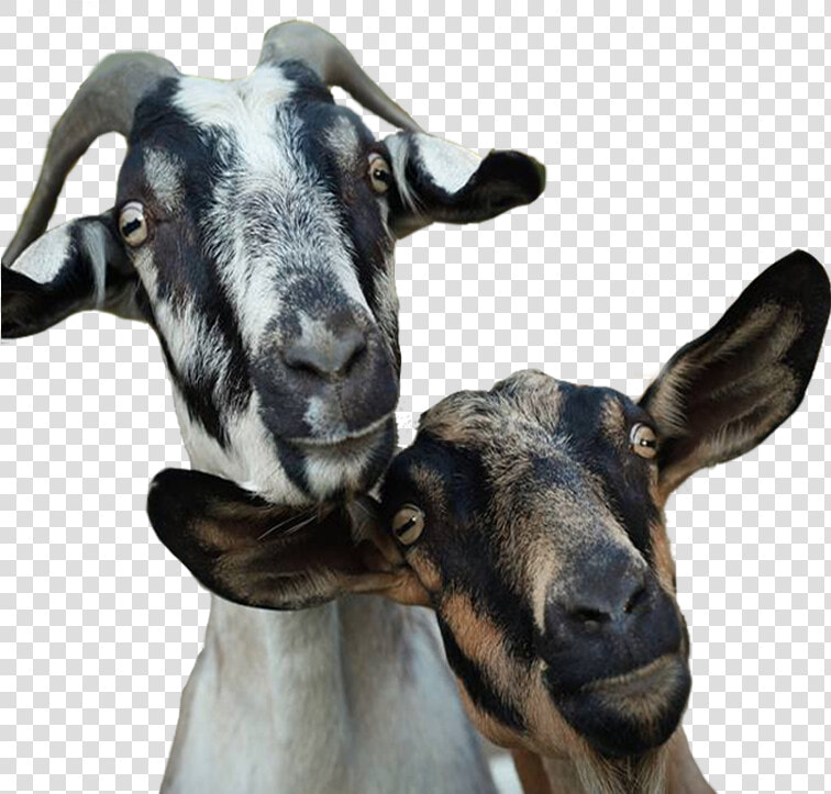 Transparent Goat Head Png   Goat Farm Png  Png DownloadTransparent PNG