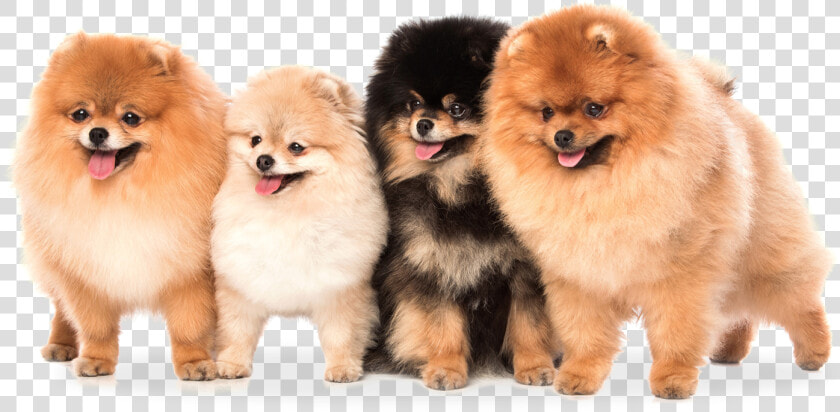Pomeranian Teddy Bear Dog  HD Png DownloadTransparent PNG