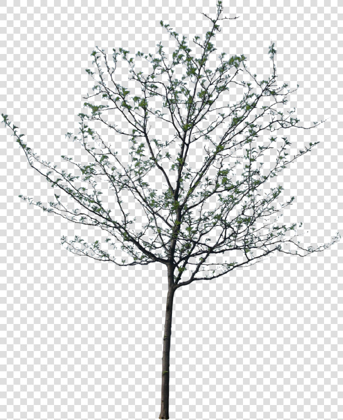 Clip Art Architectural Trees   Black Trees For Photoshop  HD Png DownloadTransparent PNG