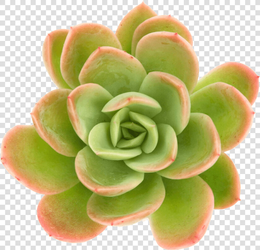 Transparent Succulents Png   Succulent Plant  Png DownloadTransparent PNG