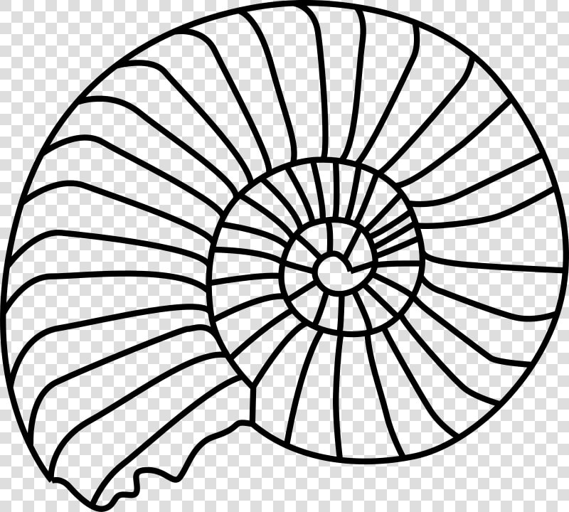 Spiral Shell Svg Clip Arts   Shell Outline  HD Png DownloadTransparent PNG