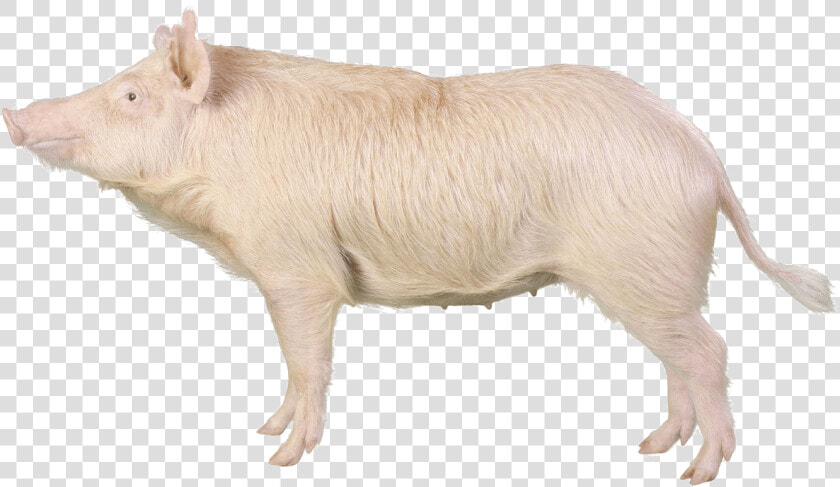 Sinclair Miniature Swine  HD Png DownloadTransparent PNG