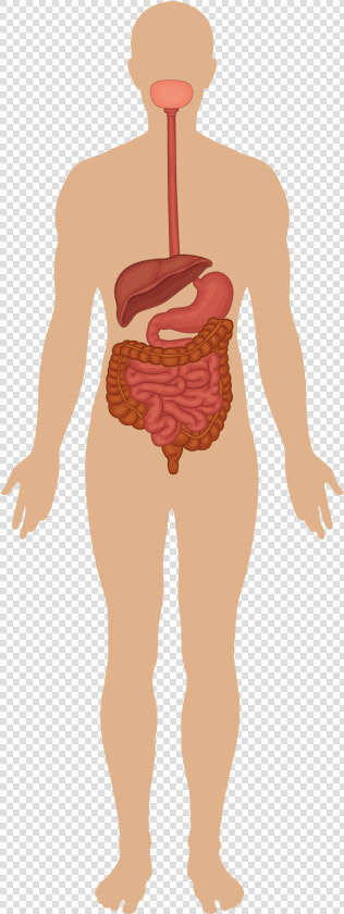 Nervous Clipart Presentation   Circulatory Nervous And Respiratory System  HD Png DownloadTransparent PNG