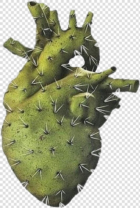 Heart Cactus   Transparent Cartoons   Cactus Heart  HD Png DownloadTransparent PNG