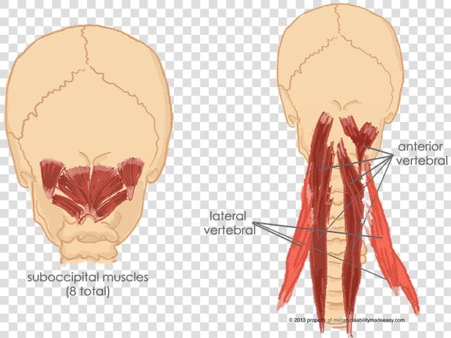 Paravertebral Cervical Muscles  HD Png DownloadTransparent PNG