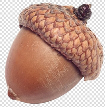 Acorn Png Image Background   Real Acorn Transparent  Png DownloadTransparent PNG