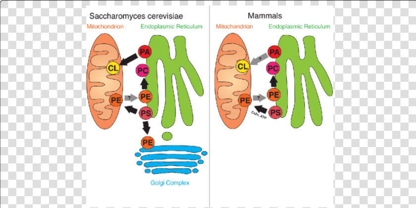 Overview Of Er mitochondria Lipid Flux In Yeast And   Phosphatidic Acid Endoplasmic Reticulum  HD Png DownloadTransparent PNG