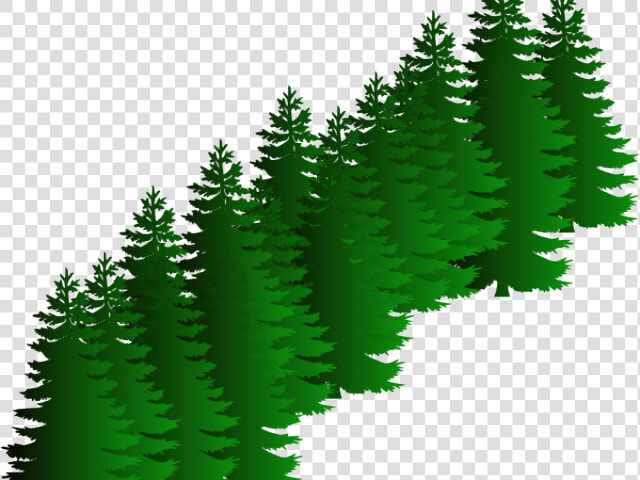 Fir Clipart Evergreen Tree   Sasquatch Svg  HD Png DownloadTransparent PNG
