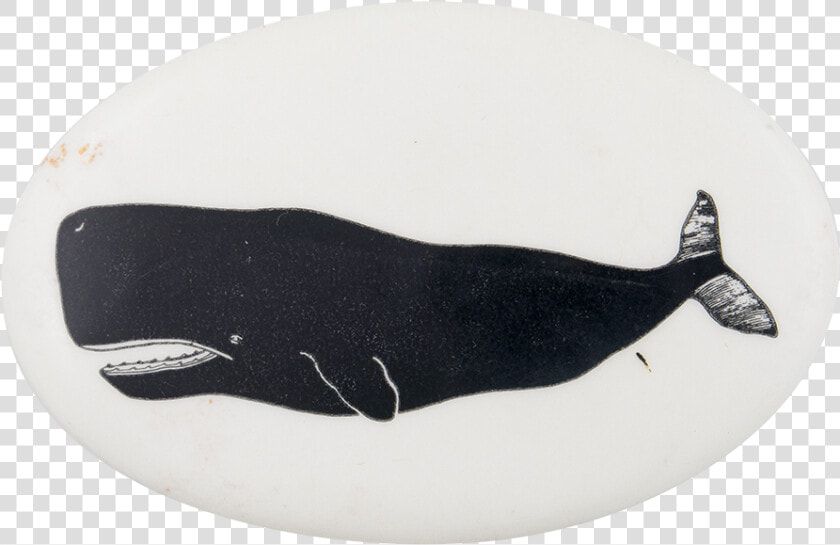 Sperm Whale 2 Art Button Museum   Ribbon Seal  HD Png DownloadTransparent PNG