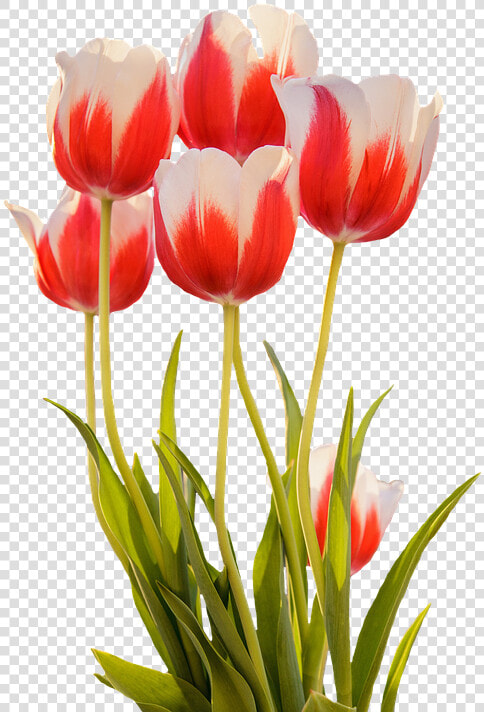 Tulips  Red  Spring  Flower  Blossom  Bloom  Nature   Transparent Spring Flowers  HD Png DownloadTransparent PNG