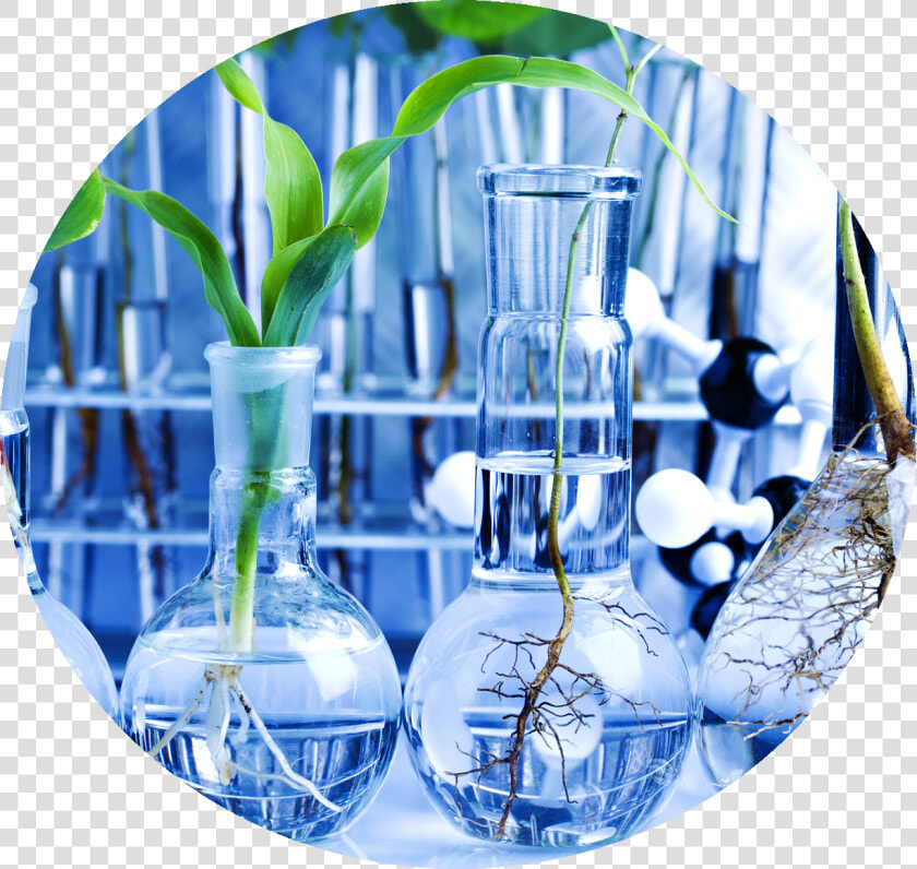 Plantas   Biology Science  HD Png DownloadTransparent PNG