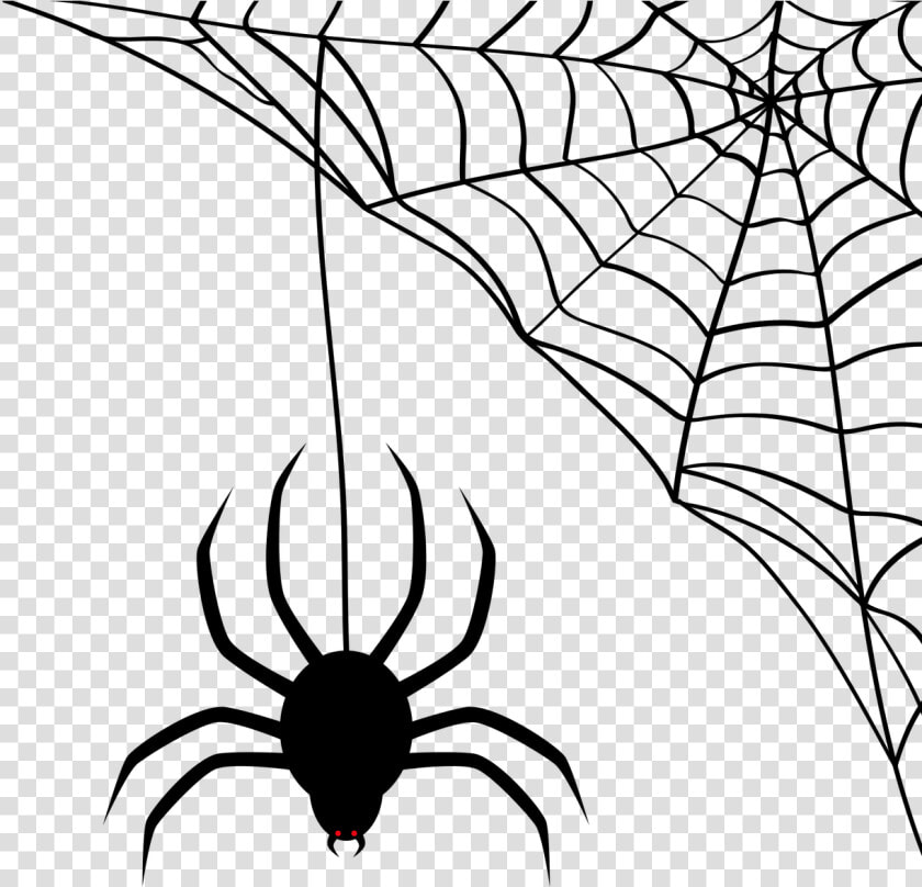 Teia De Aranha Png  Transparent PngTransparent PNG