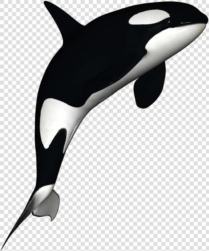 Transparent Whale Clip Art   Orca With No Background  HD Png DownloadTransparent PNG
