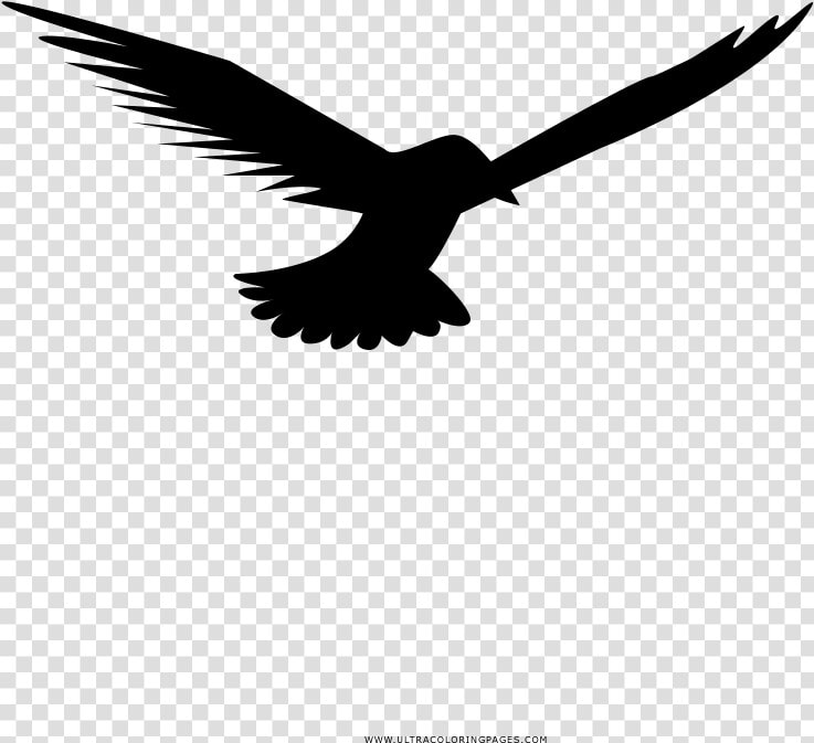 Seagull Coloring Page   Falconiformes  HD Png DownloadTransparent PNG
