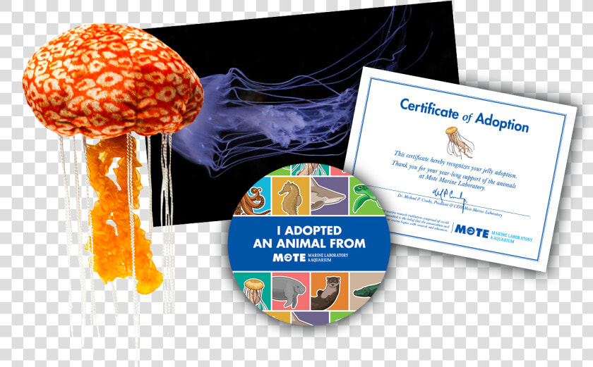 Items Included In Buddy Package  HD Png DownloadTransparent PNG