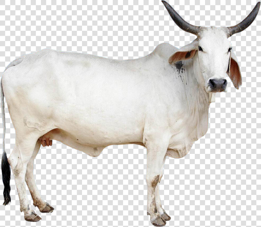 Cow Png Image   Indian Cow Images Png  Transparent PngTransparent PNG