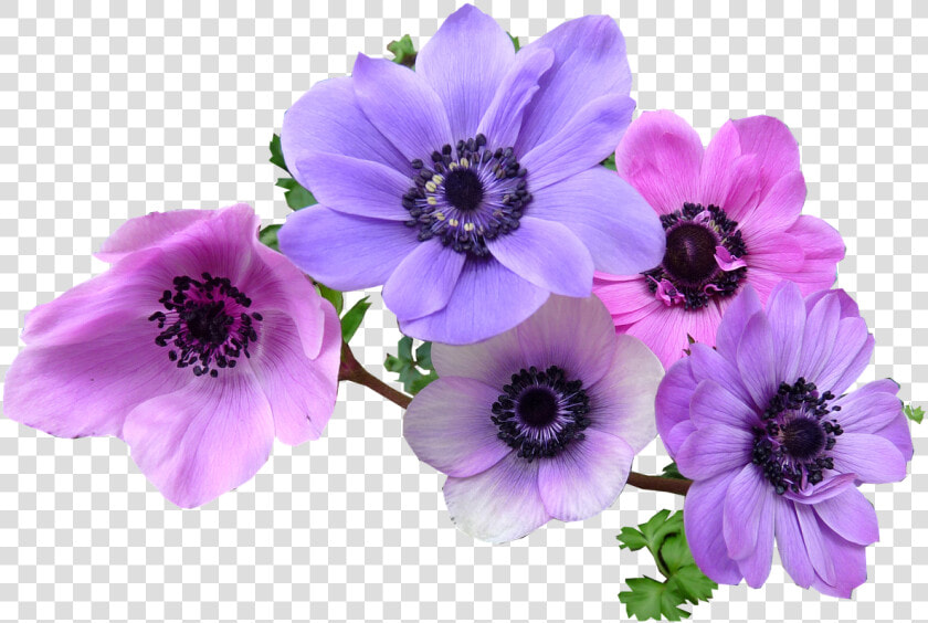 Transparent Rosemary Clipart   Anemone Flower Png  Png DownloadTransparent PNG