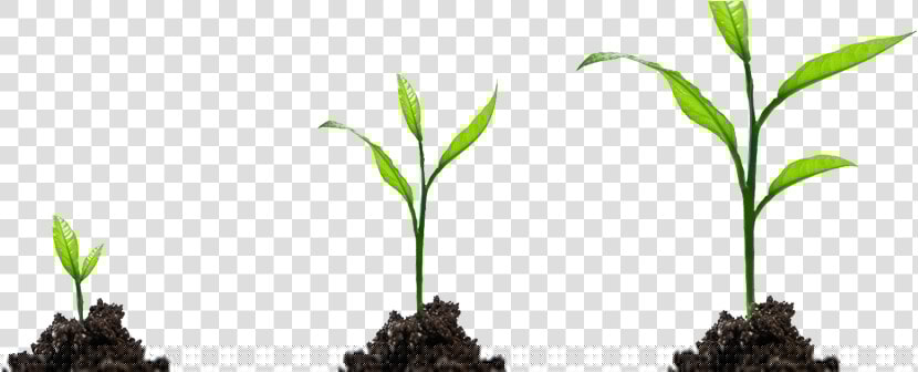 Sprout Png  Transparent PngTransparent PNG