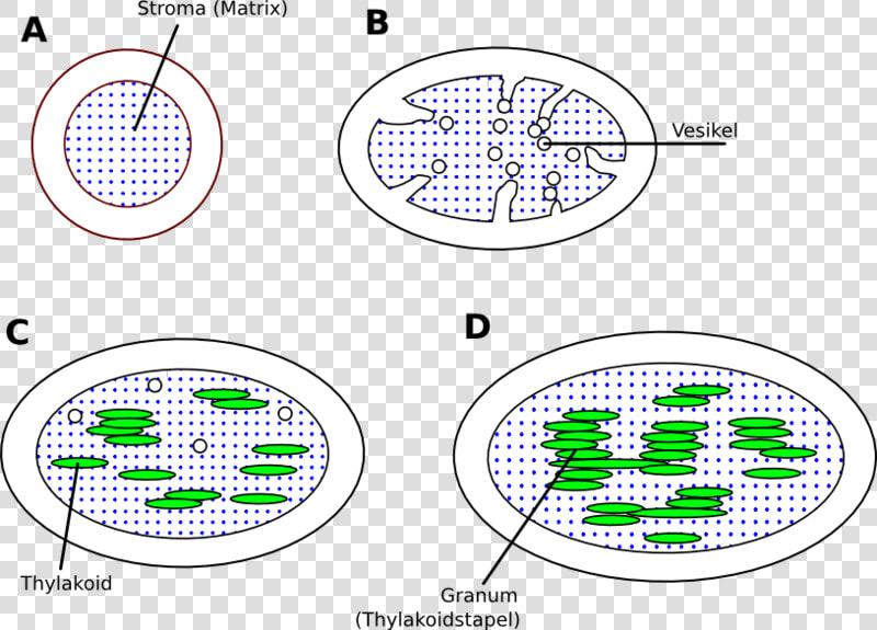 Chloroplast De   Circle  HD Png DownloadTransparent PNG