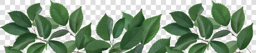 Tulsi Tree Png  Transparent PngTransparent PNG