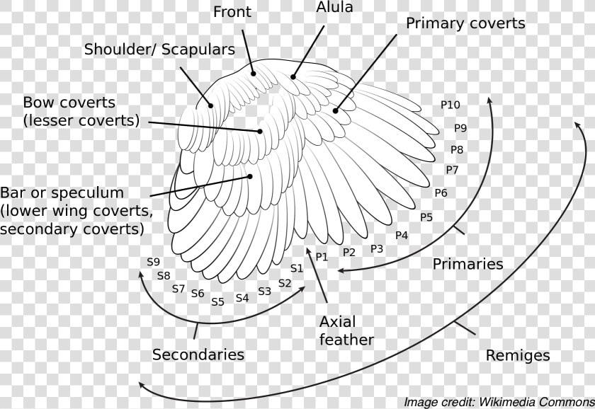 The Anatomy And Nomenclature Of A Bird’s Wing Feathers   Primary Covert Feathers  HD Png DownloadTransparent PNG