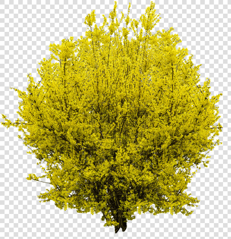 Golden Flowers 3d   Forsythia Png  Transparent PngTransparent PNG