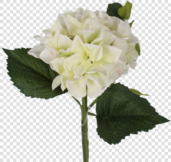 Transparent Hydrangea Bush Png   White Hydrangea Flower Png  Png DownloadTransparent PNG