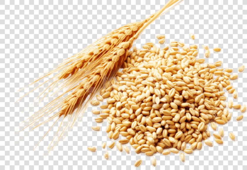 Free Png Download Wheat Png Images Background Png Images   Wheat Grains Png  Transparent PngTransparent PNG