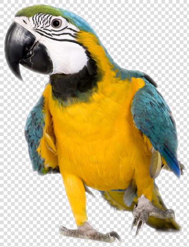 Blue And Yellow Macaw Png  Transparent PngTransparent PNG