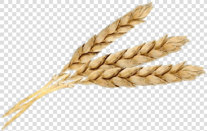 Three Wheat Spikes   Wheat Three  HD Png DownloadTransparent PNG