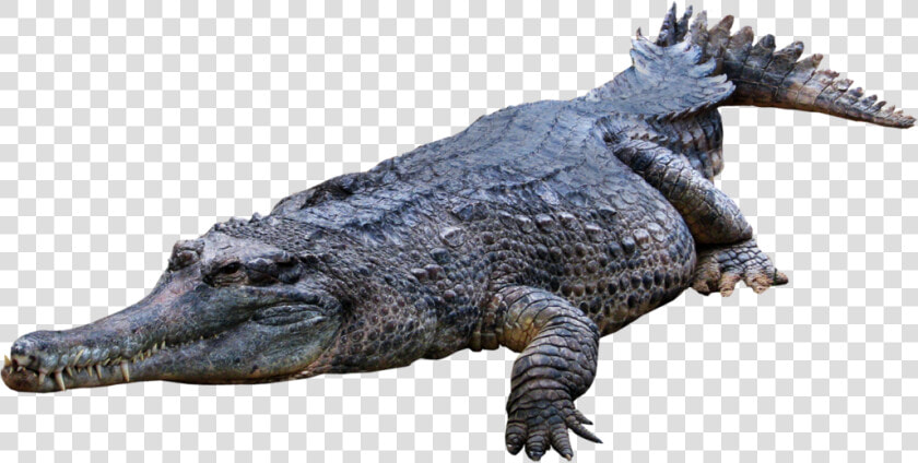 Crocodile  Gator Png   Crocodile Png  Transparent PngTransparent PNG