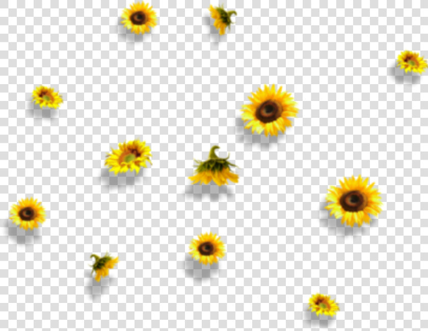  sunflower  flower  nature  falling   Aesthetic Sunflower Transparent Background  HD Png DownloadTransparent PNG